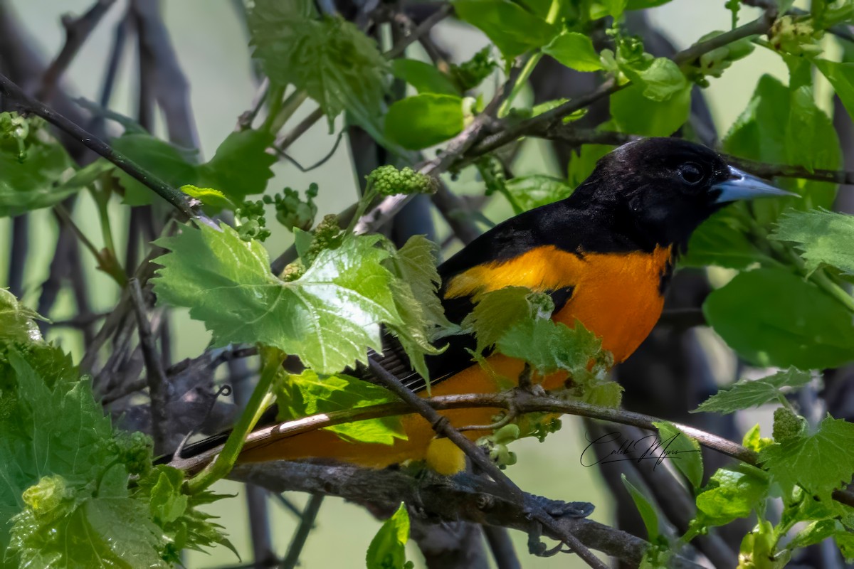 Baltimore Oriole - Caleb Myers