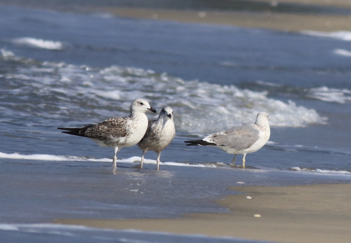 Lesser Black-backed Gull - Afsar Nayakkan