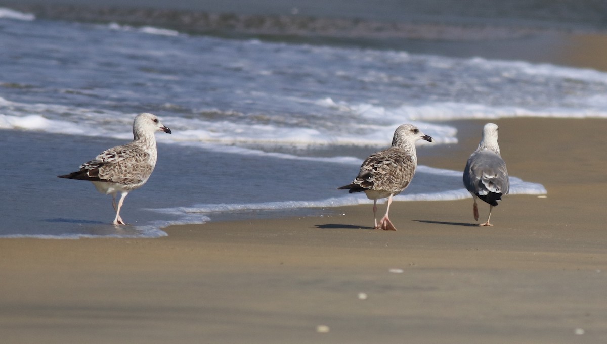 Lesser Black-backed Gull - Afsar Nayakkan