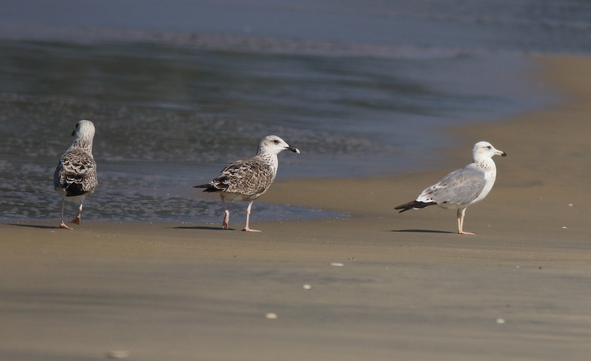 Lesser Black-backed Gull - Afsar Nayakkan