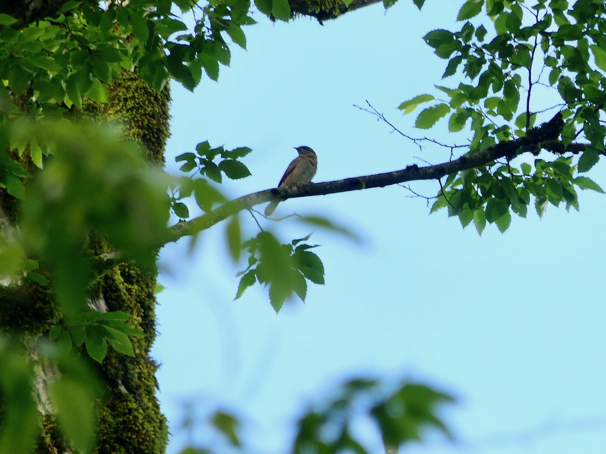 Eurasian Wryneck - Hein Prinsen