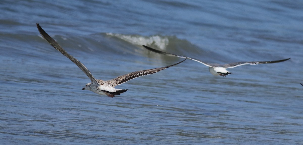 Lesser Black-backed Gull - Afsar Nayakkan