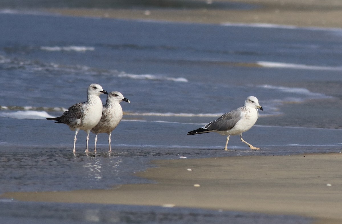 Lesser Black-backed Gull - Afsar Nayakkan