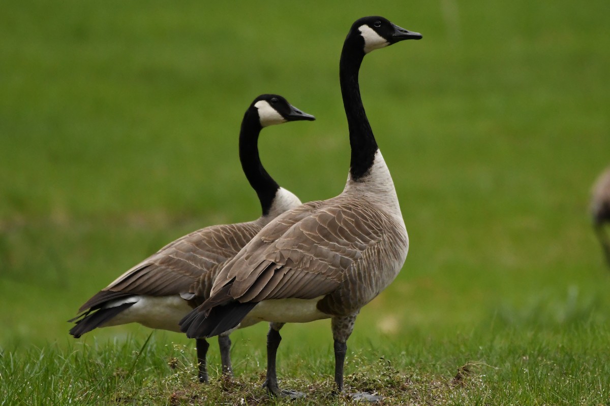 Canada Goose - Penguin Iceberg