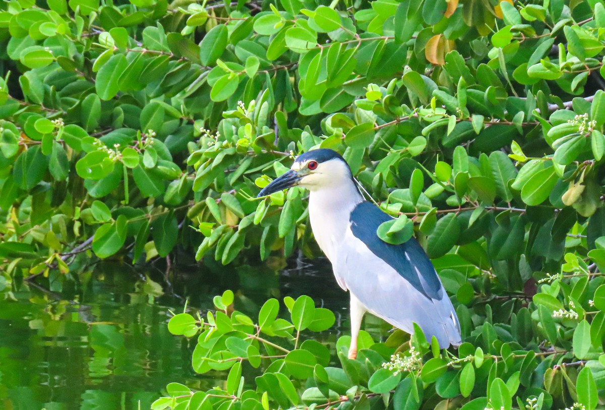 Black-crowned Night Heron - ML618826983