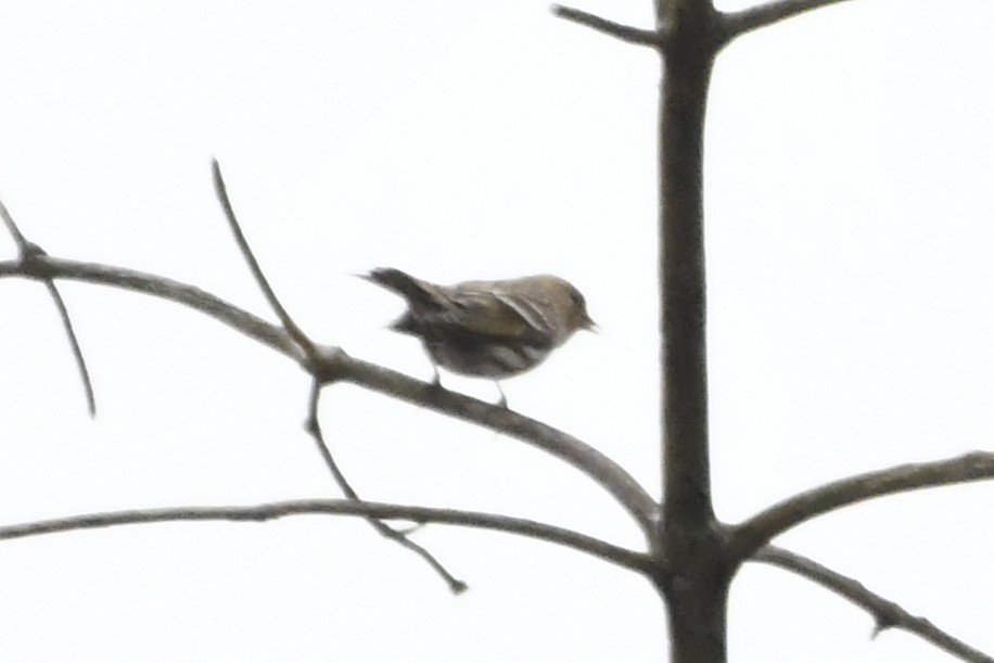 Pine Siskin - Penguin Iceberg