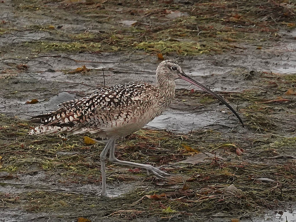 Long-billed Curlew - Tom Haglund