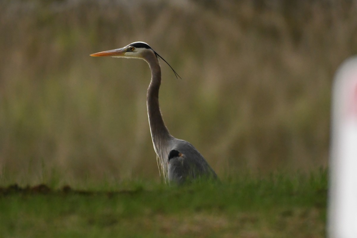 Great Blue Heron - Penguin Iceberg