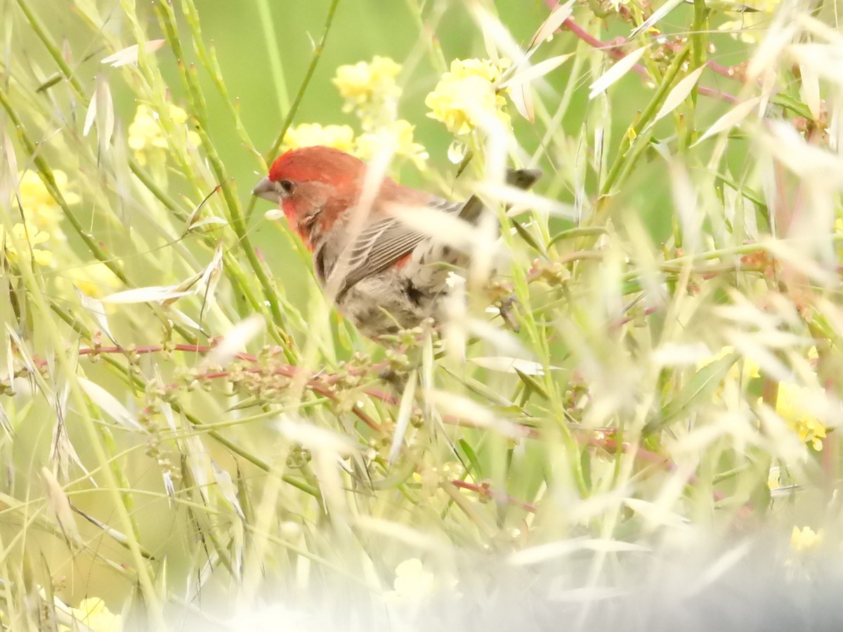 House Finch - Bill Holland