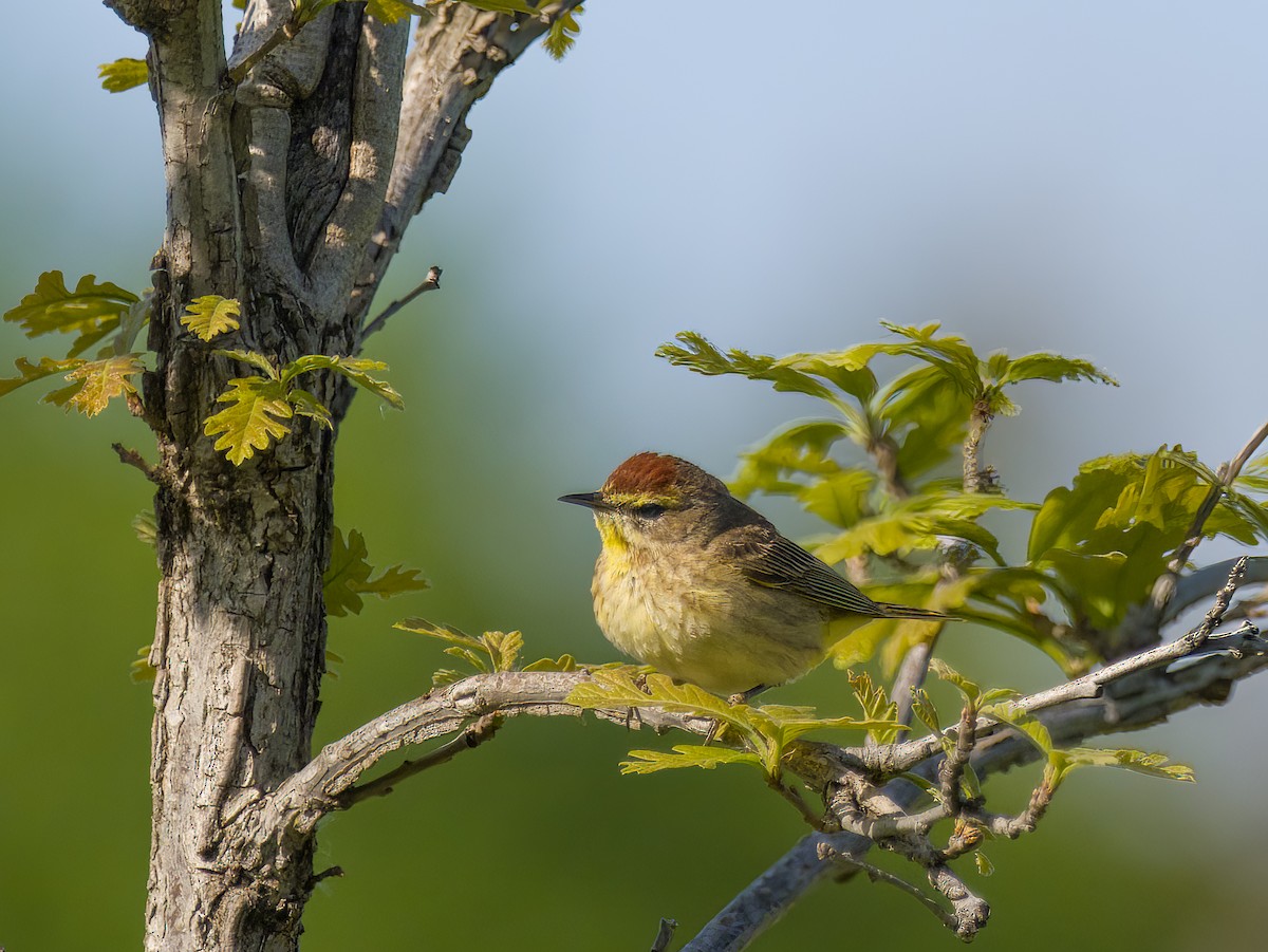 Paruline à couronne rousse - ML618827009