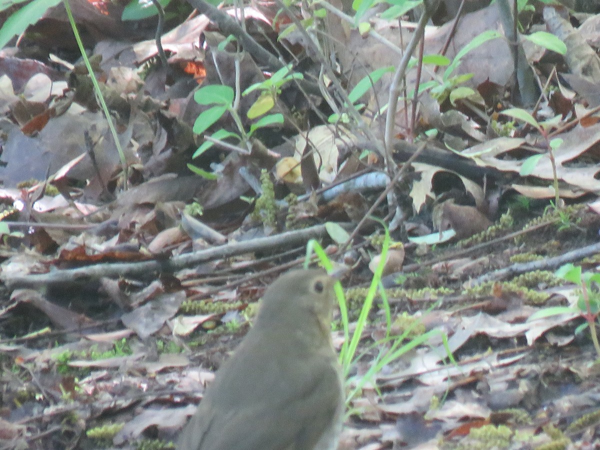 Swainson's Thrush - Nancy T