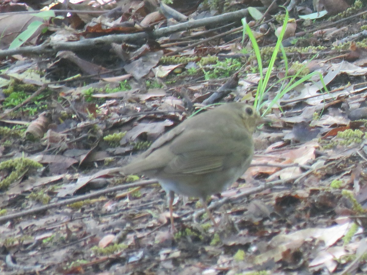 Swainson's Thrush - Nancy T