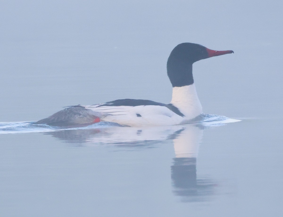 Common Merganser - Dave Czaplak