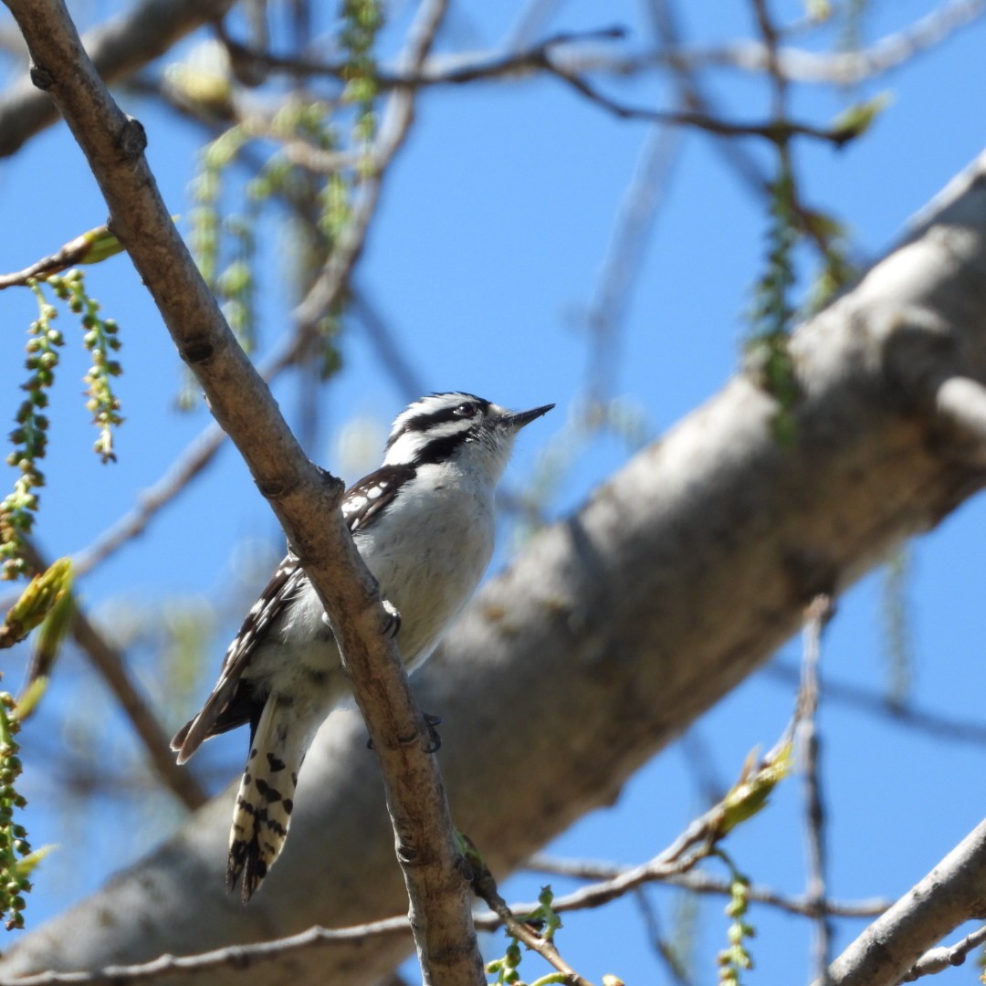 Downy Woodpecker - Manon Guglia