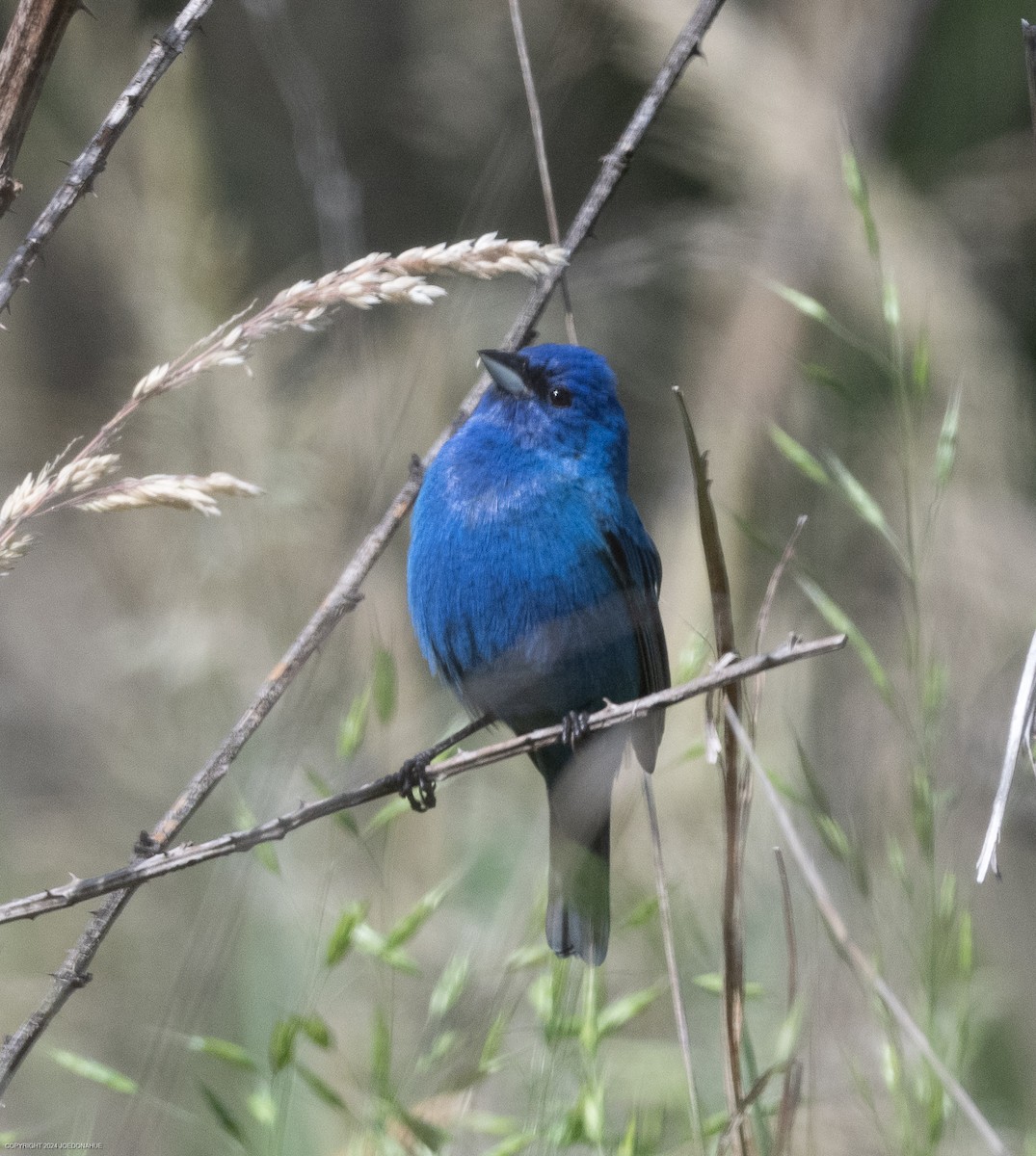 Indigo Bunting - Joe Donahue