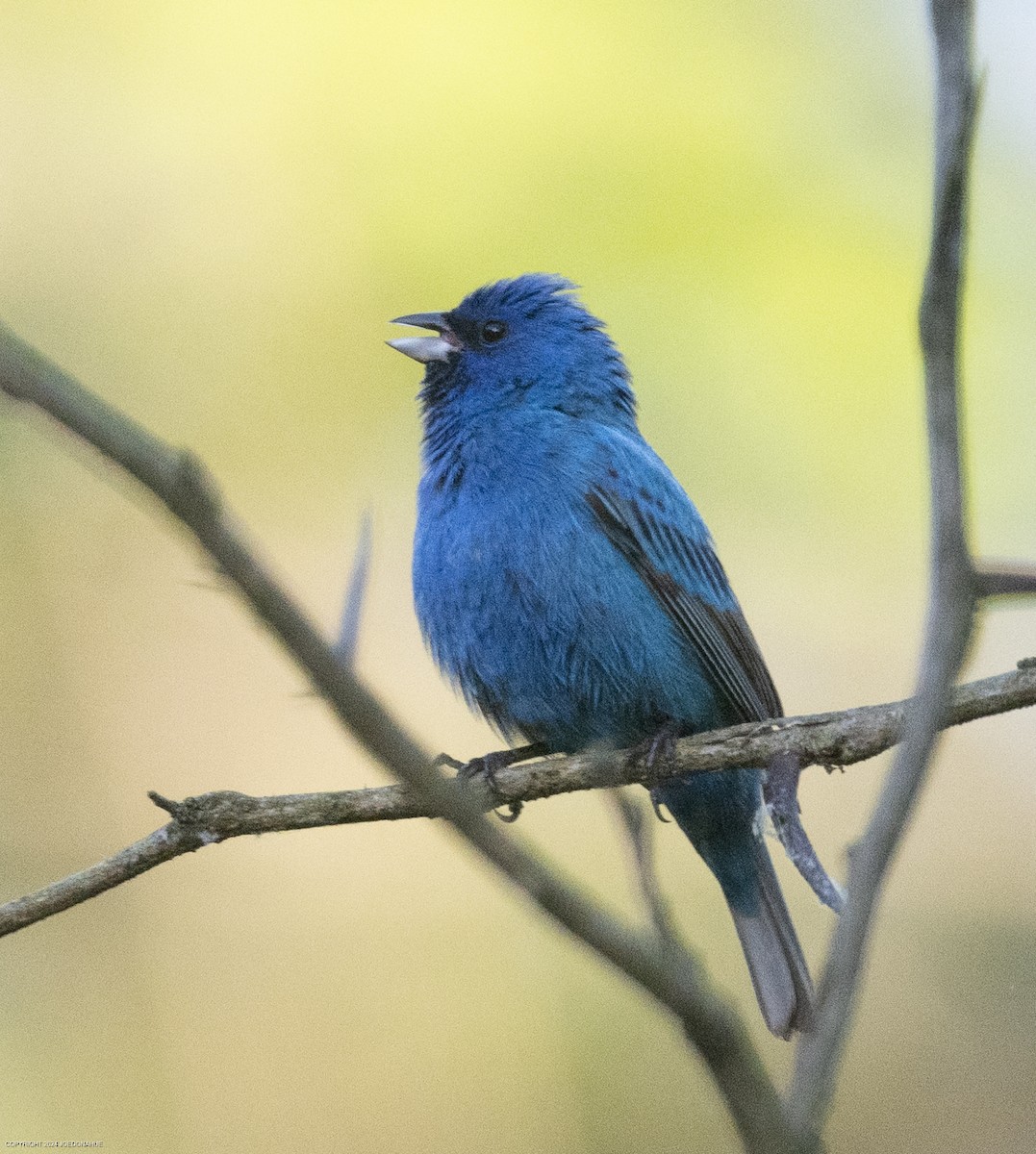 Indigo Bunting - Joe Donahue