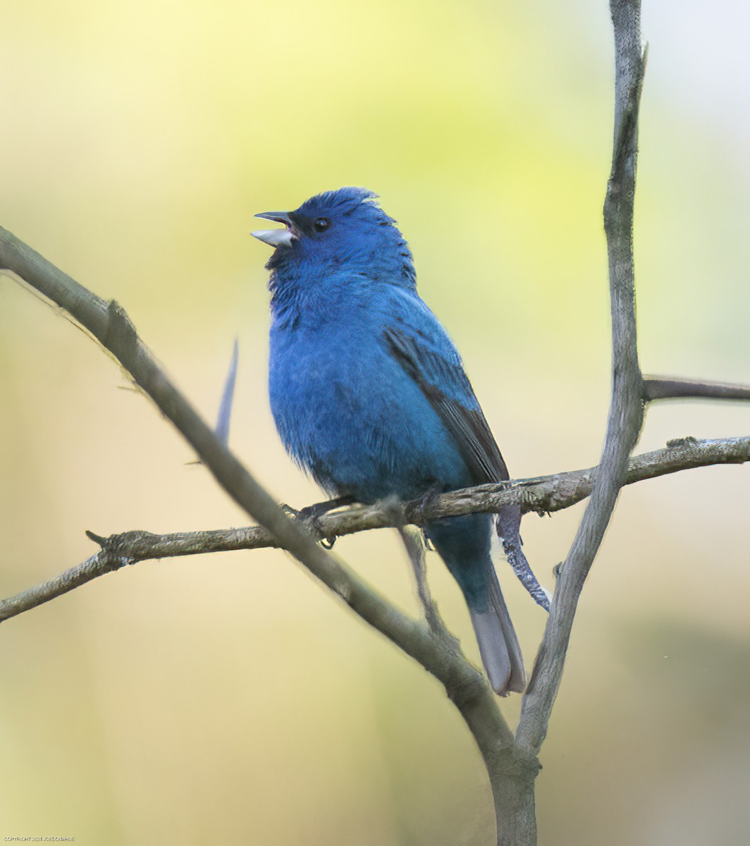 Indigo Bunting - Joe Donahue