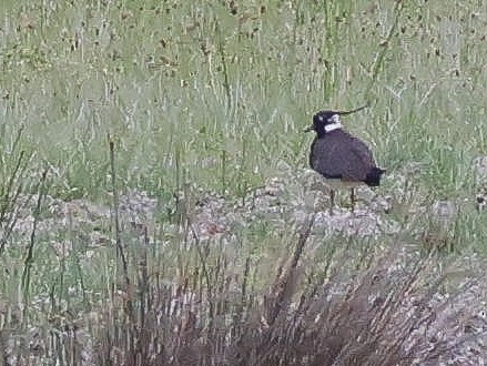 Northern Lapwing - Muammer Ülker