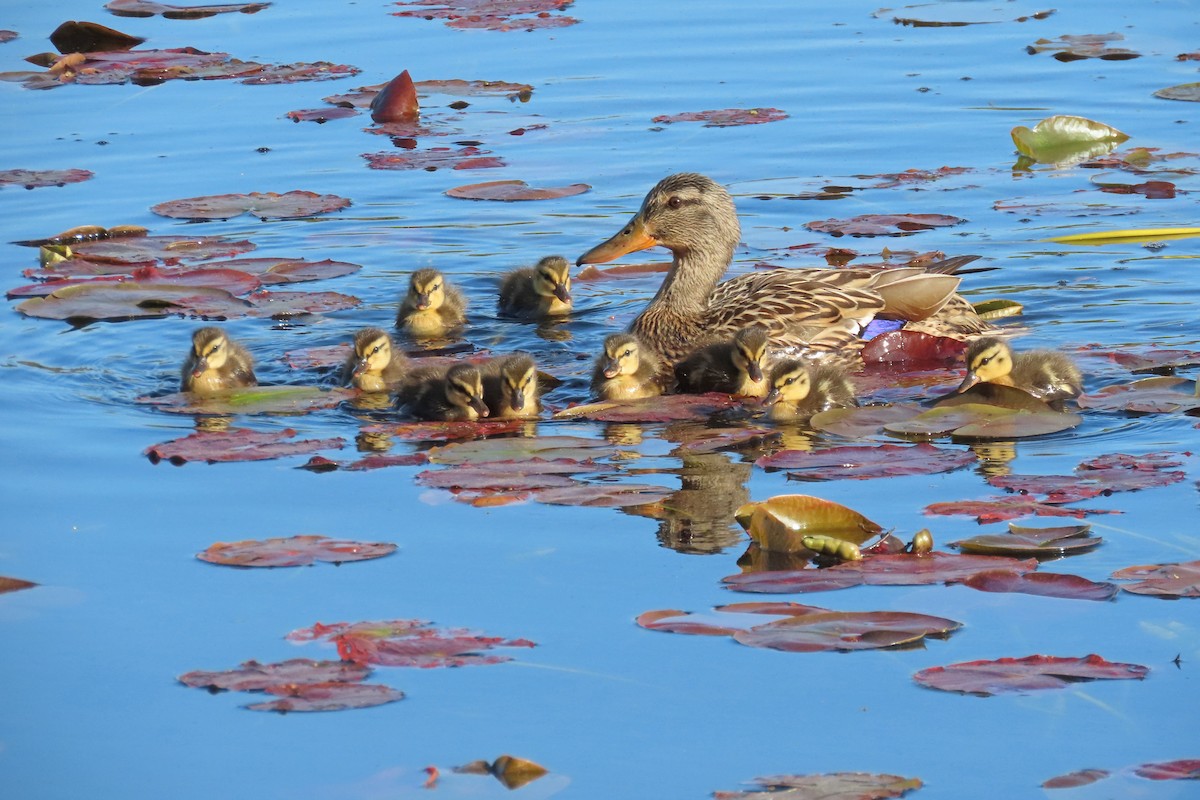 Mallard - John Zakelj