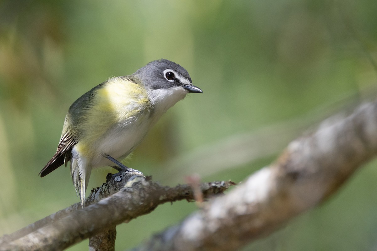 Blue-headed Vireo - Phil Lehman