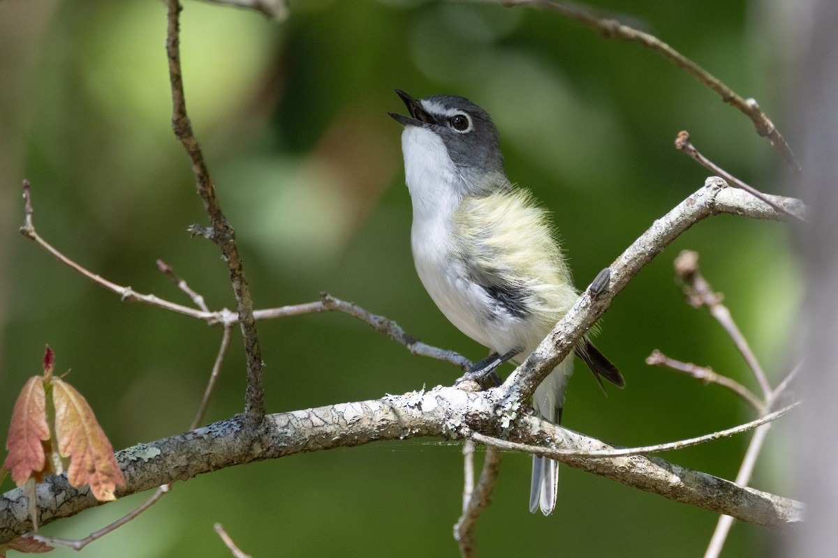 Blue-headed Vireo - Phil Lehman