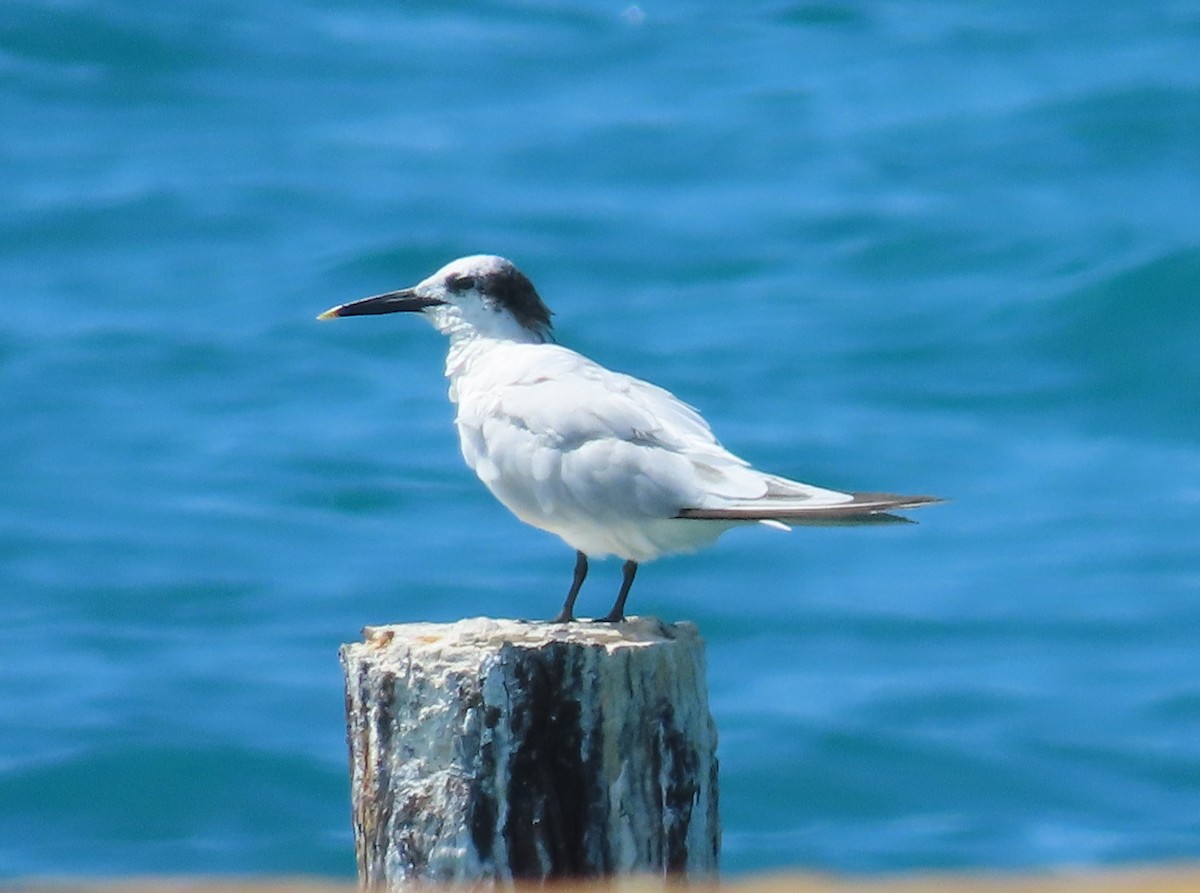 Sandwich Tern - ML618827059