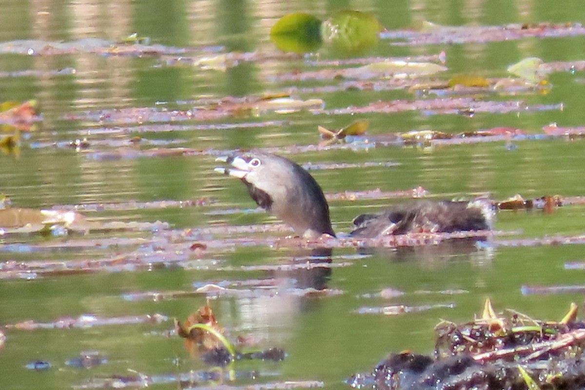 Pied-billed Grebe - John Zakelj