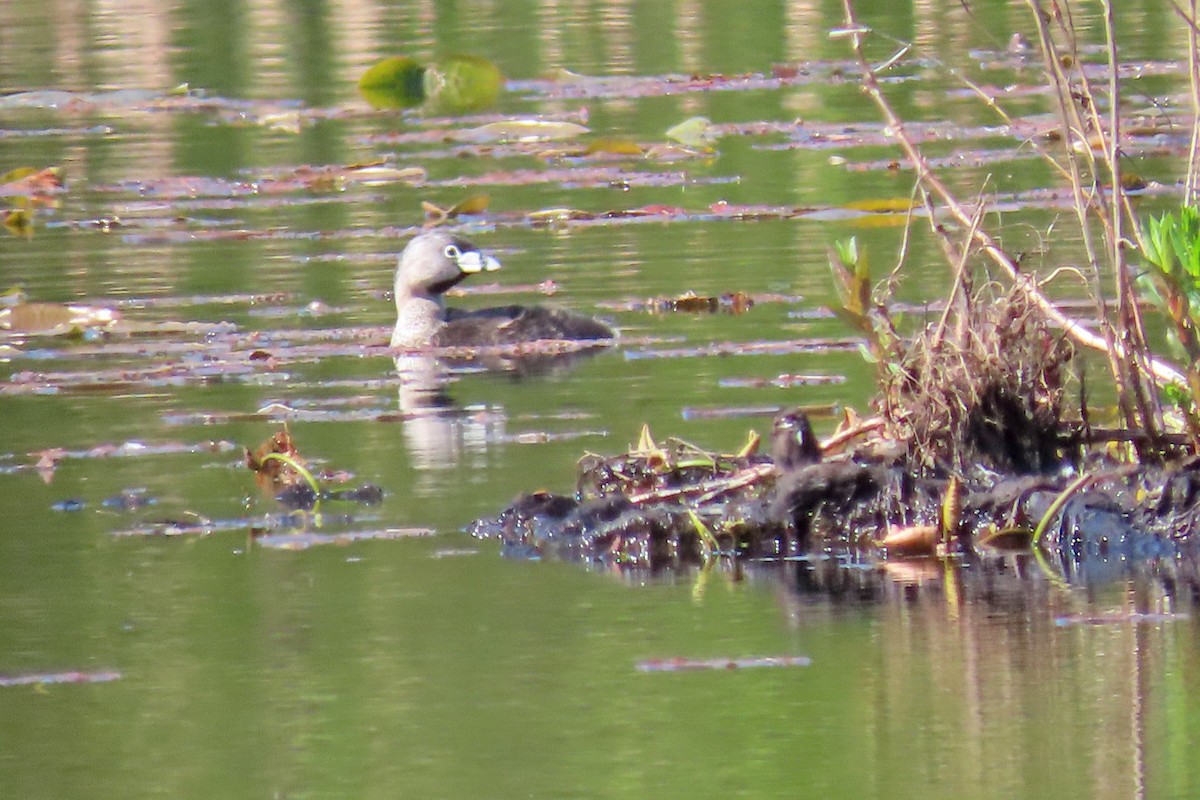 Pied-billed Grebe - John Zakelj