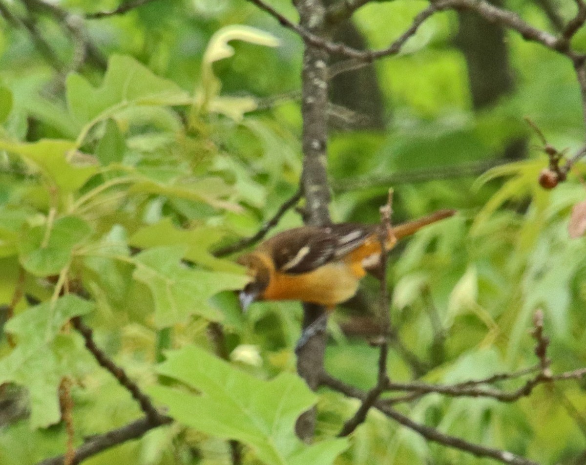 Baltimore Oriole - Tom Nolan