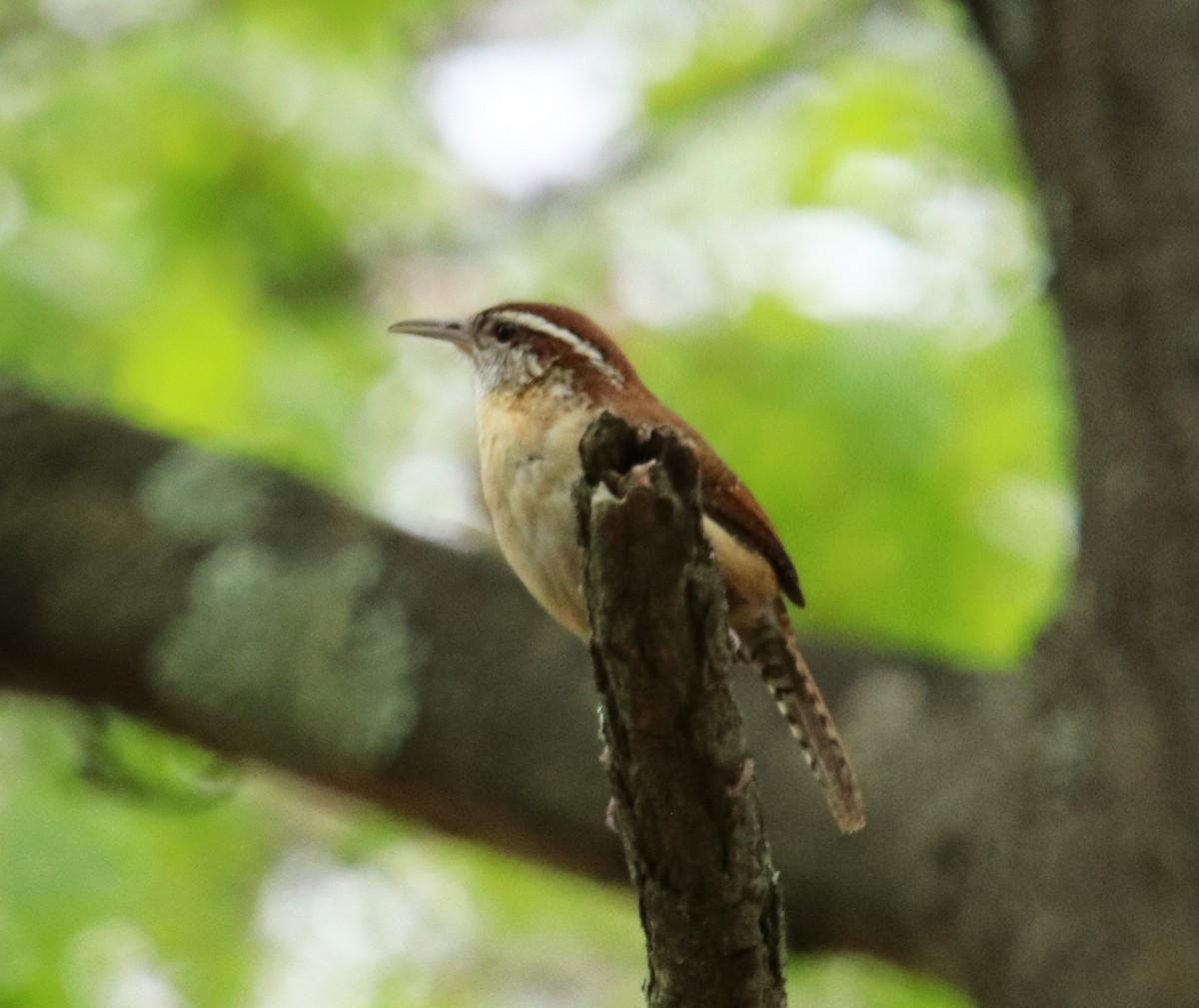 Carolina Wren - Tom Nolan