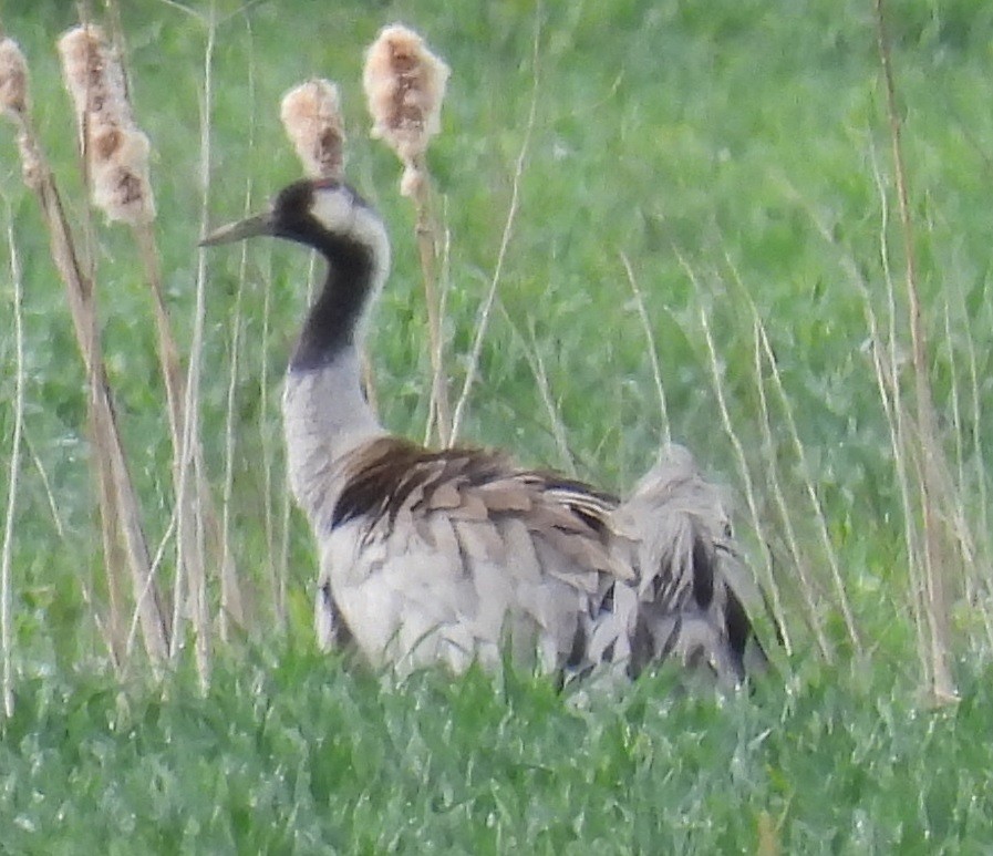 Common Crane - Marcin Romanowski