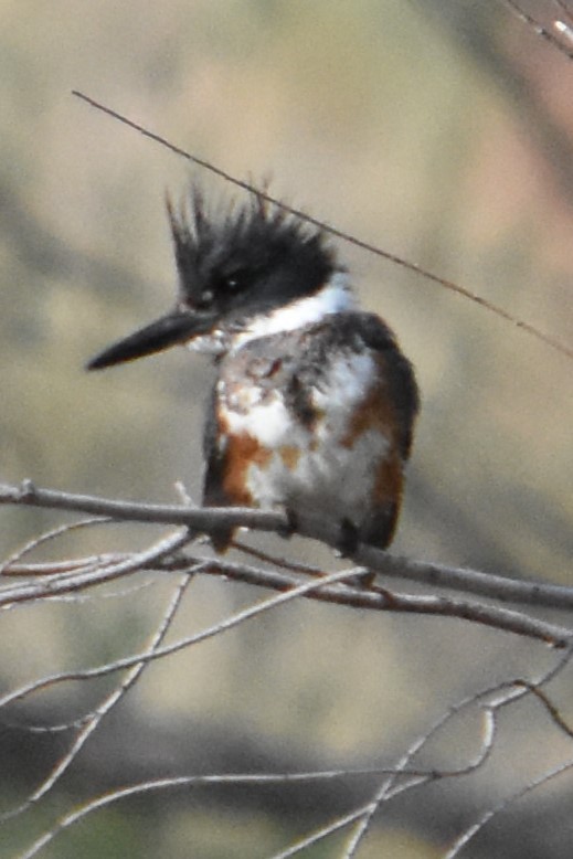 Belted Kingfisher - ML618827101