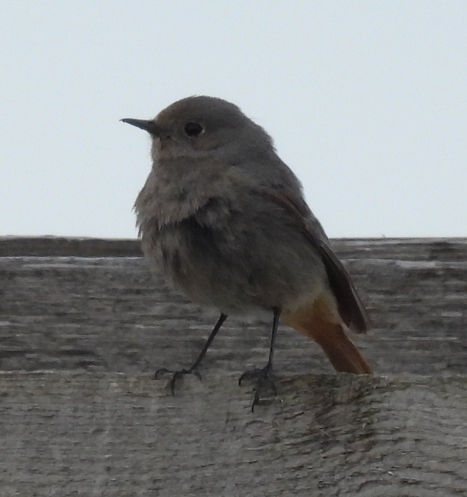 Black Redstart - ML618827109