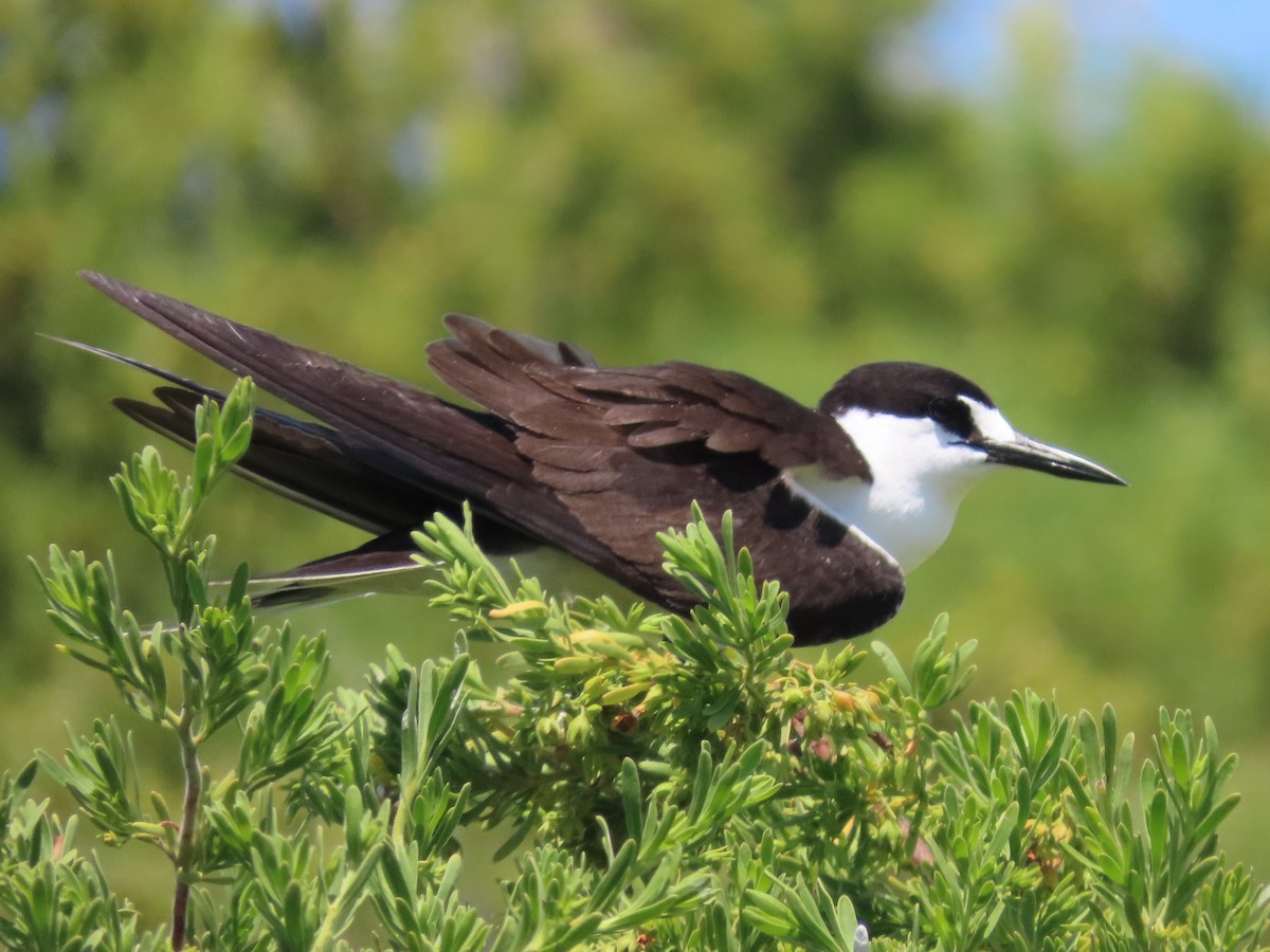 Sooty Tern - Pamela Hunt