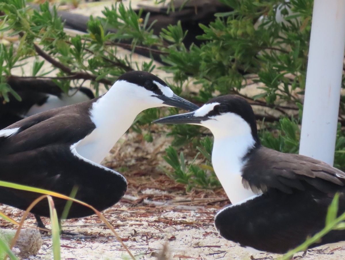 Sooty Tern - Pamela Hunt