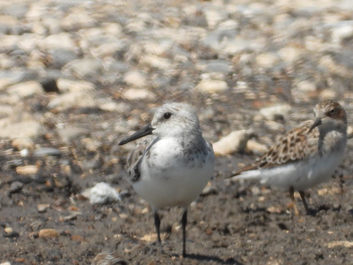 Bécasseau sanderling - ML618827137