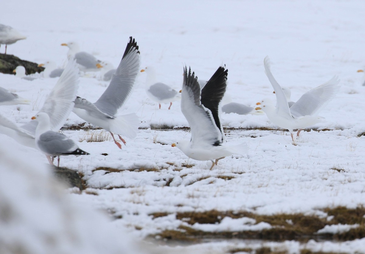 Great Black-backed Gull - Brendan Kelly