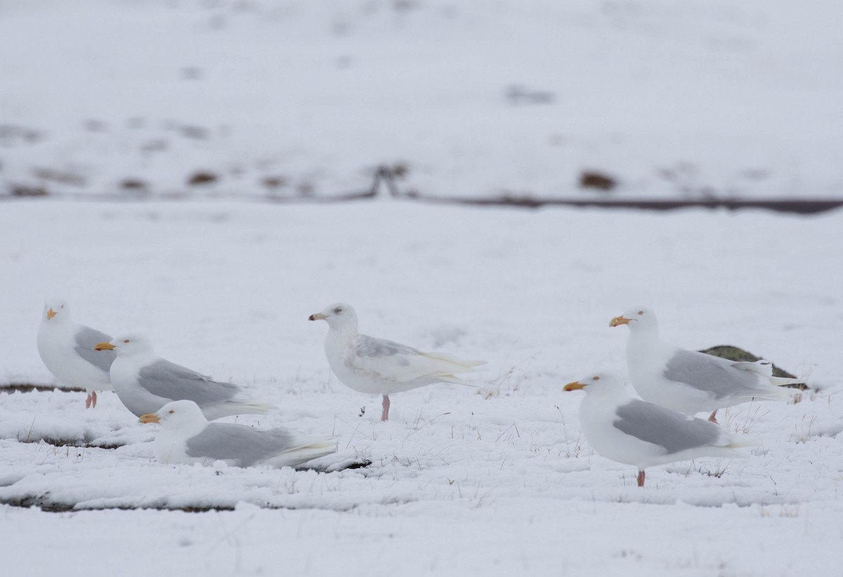 Glaucous Gull - Brendan Kelly