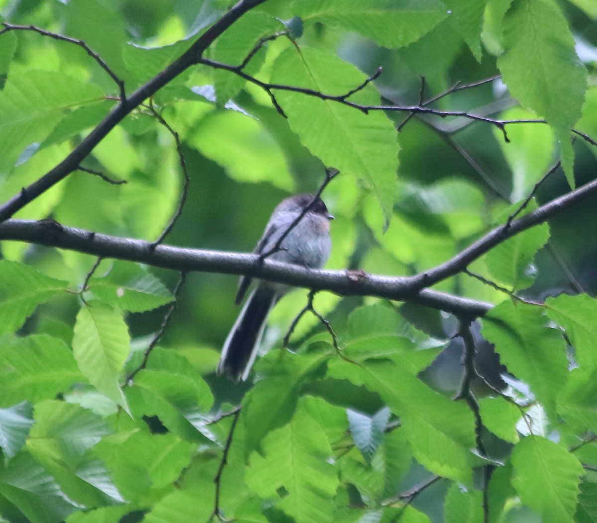 Long-tailed Tit - Elaheh Afsaneh