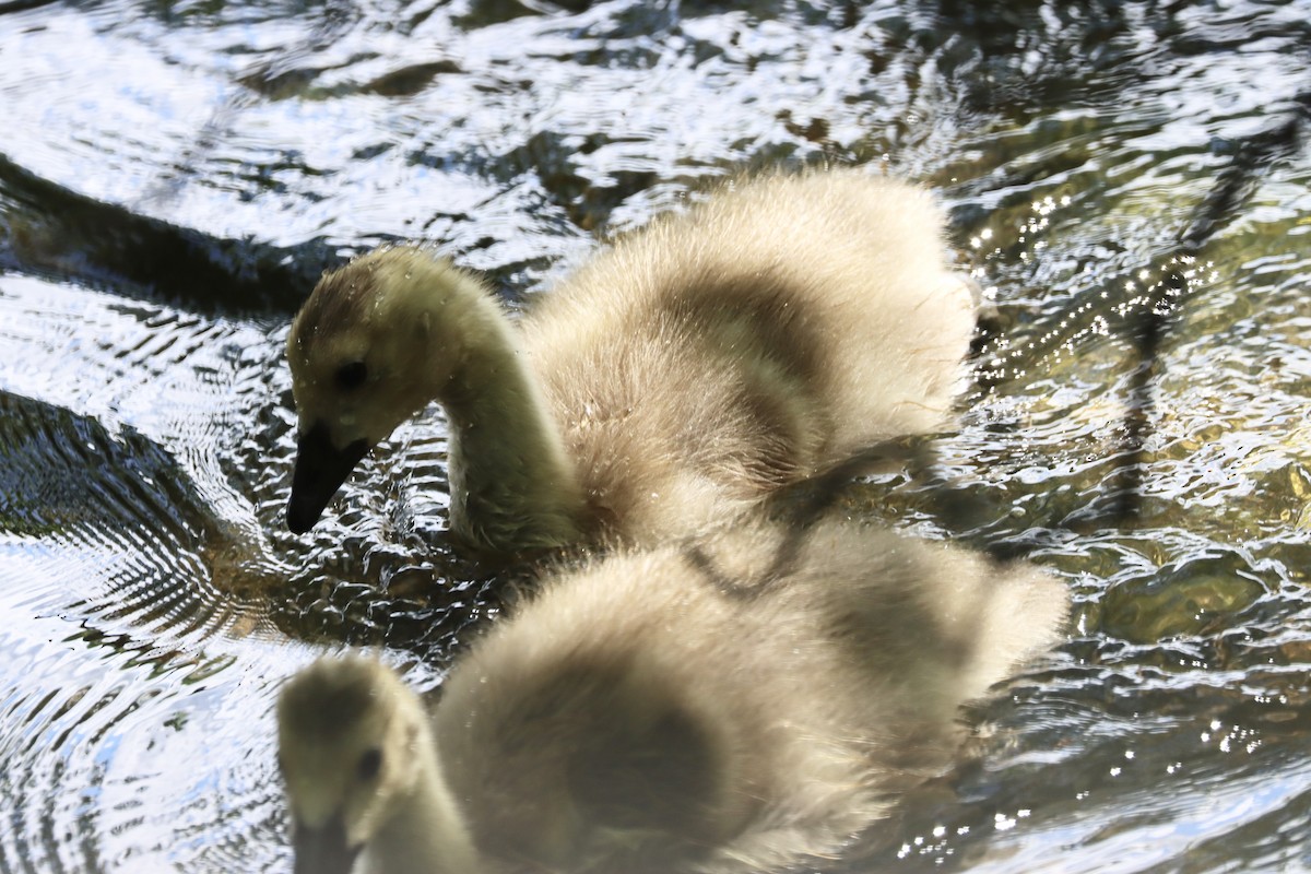 Canada Goose - Lisa Benjamin