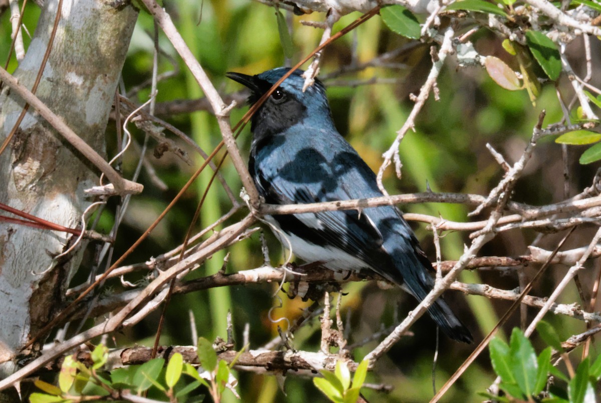 new world warbler sp. - Otha Savage