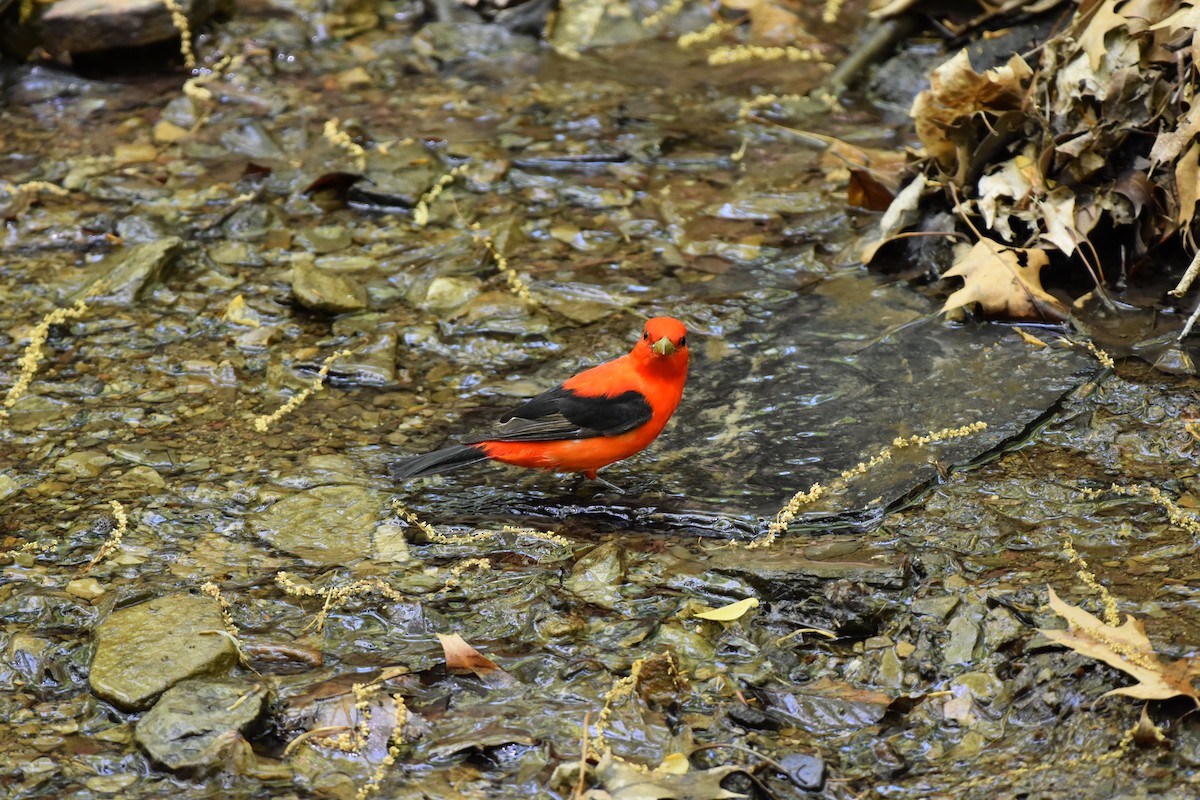 Scarlet Tanager - Thomas Connor