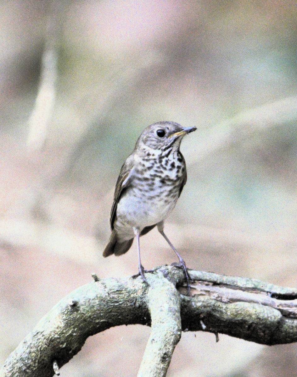 Gray-cheeked Thrush - kevin cochran