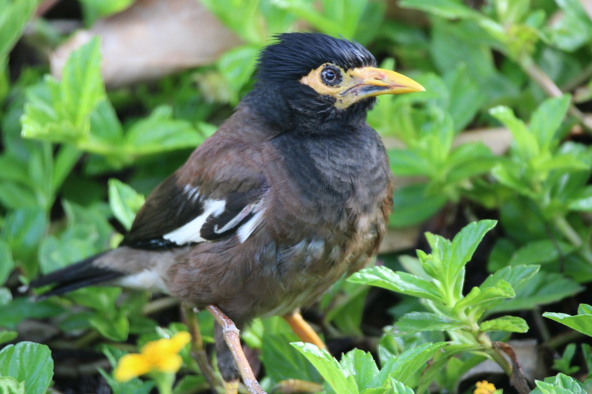 Common Myna - Alexander Linton