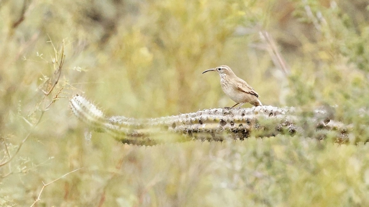 Scale-throated Earthcreeper - Martín Andrés Carrizo