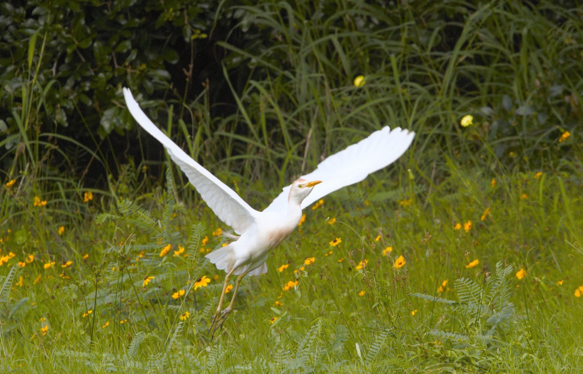 Western Cattle Egret - ML618827223