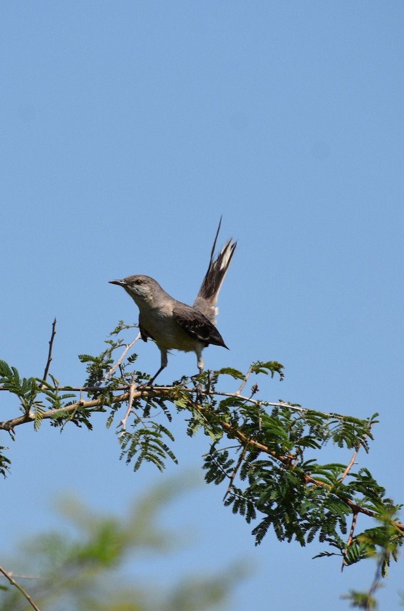 Northern Mockingbird - Yanosky Pérez Rodríguez