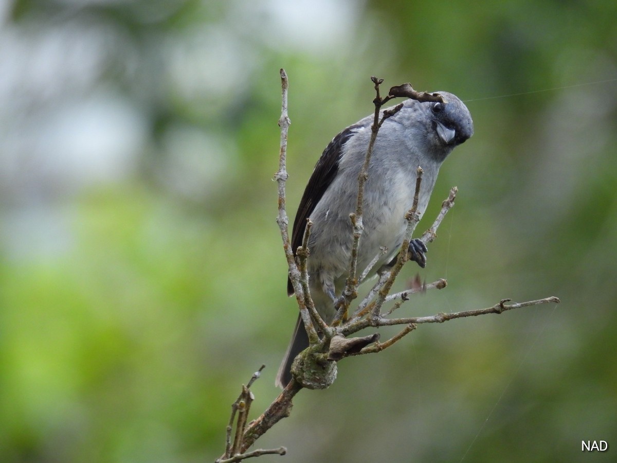 Plain-colored Tanager - Nelva de Daly