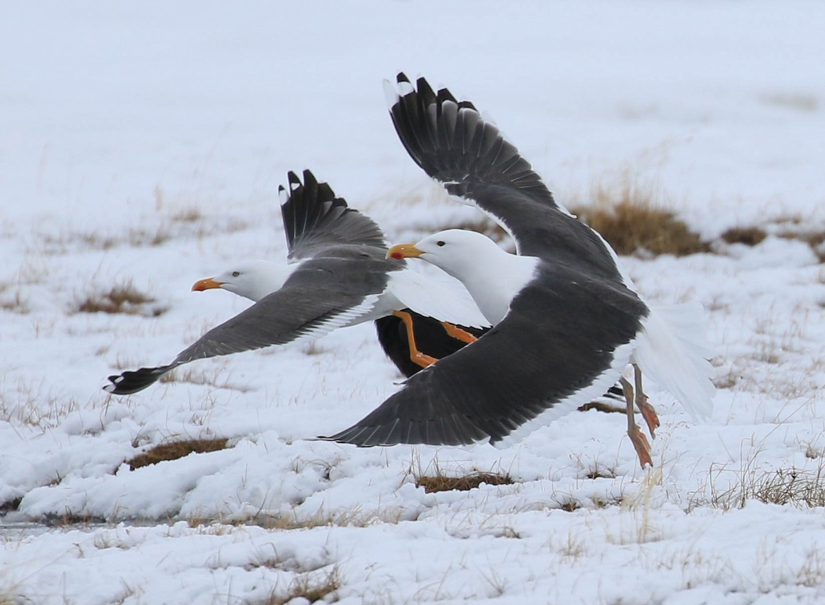 Great Black-backed Gull - ML618827231