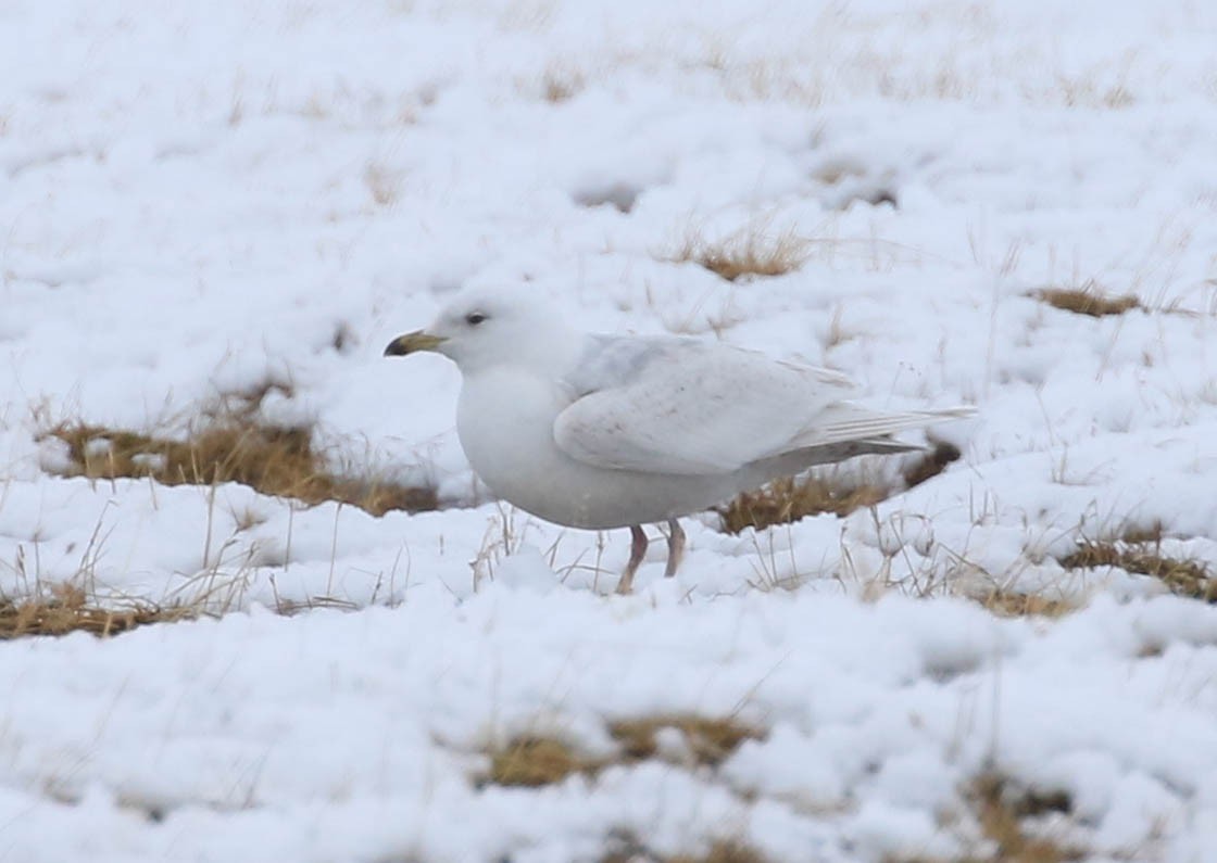 Iceland Gull - Brendan Kelly